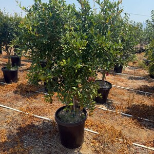 Wonderful Pomegranate Tree, 5–6 Ft Mature 5-Gallon Thick-Trunk Specimen