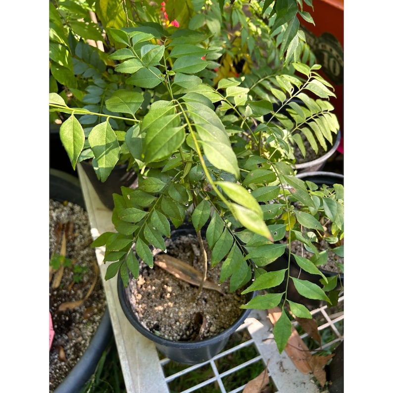 Curry Leaf Tree murraya Koenigii Fresh and Fragrant Leaves Fast Growing Etsy