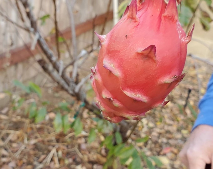 ULTRARARE 'mlx1' Dragon Fruit Cutting Self Etsy