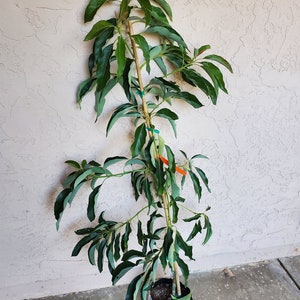 May include: A young avocado tree with long, green leaves and a slender trunk is supported by a bamboo stake. The tree is in a white plastic pot, ready for planting. The background is a textured, light-colored wall.