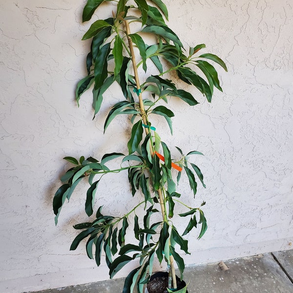 Grafted 'Fuerte' Avocado Fruit Tree 3-4 Feet Tall - Cold Tolerant B Type