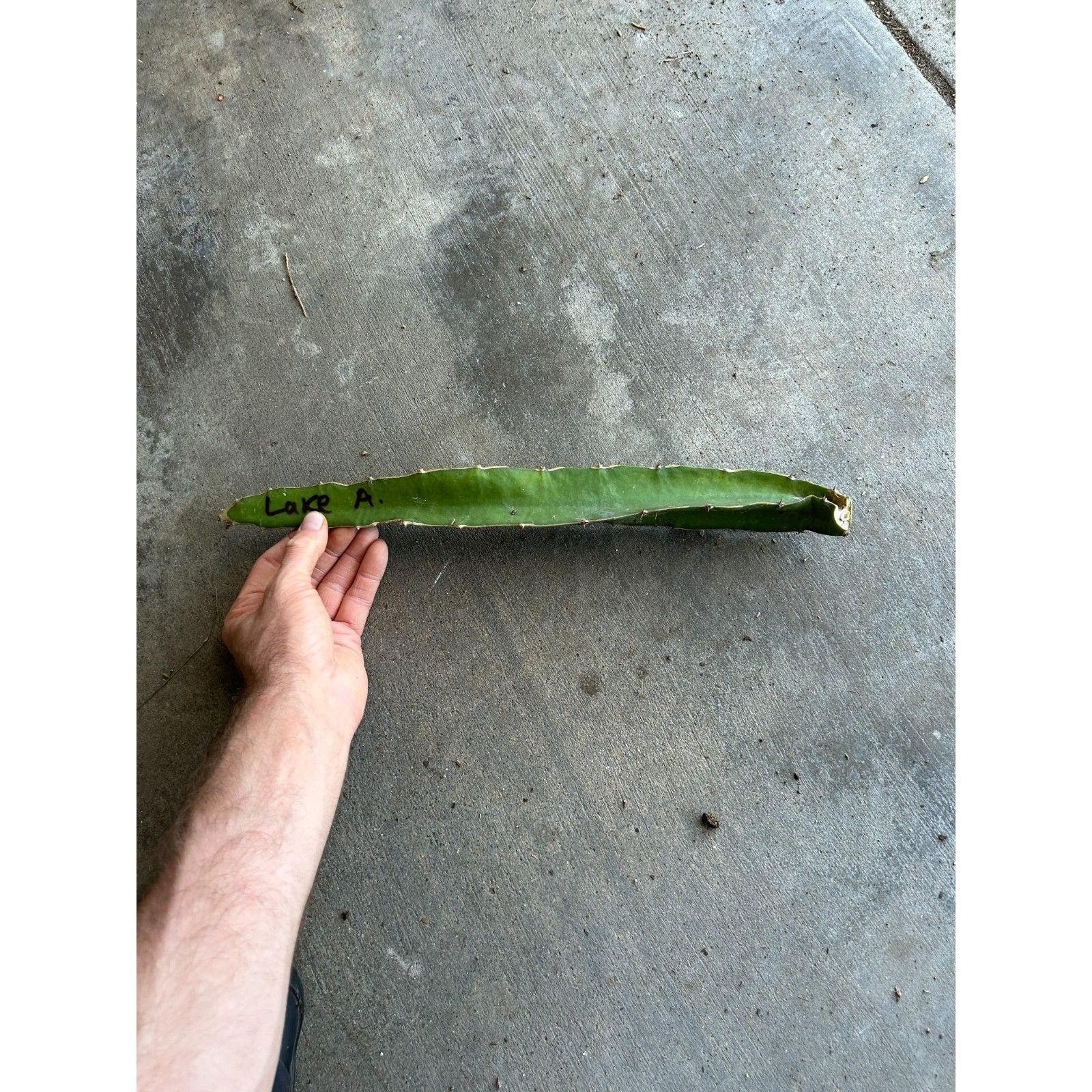 Rare Lake Atitlan Dragon Fruit Cutting - Discovered at a Volcano