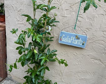 Tall 'Frederick' Passion Fruit Vine (4+ Feet Tall) - Self-Fruiting, Incredible Flower!