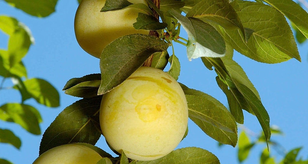 45 Feet Tall 'shiro' Plum Semidwarf, Bareroot Fruit Tree semi Dwarf