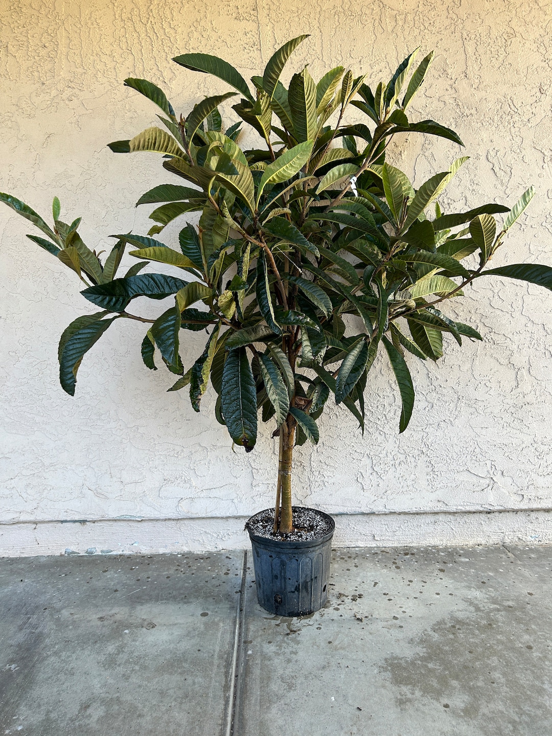 Very Large 56 Feet Tall 'gold Nugget' Loquat Fruit Tree Orange Flesh