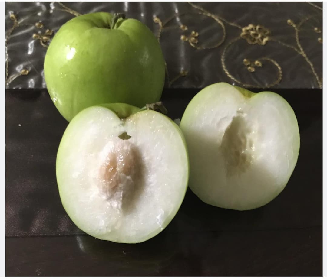 Giant Taiwanese #13 Jujube Fruit Tree (airlayered) 4+ Feet - Etsy