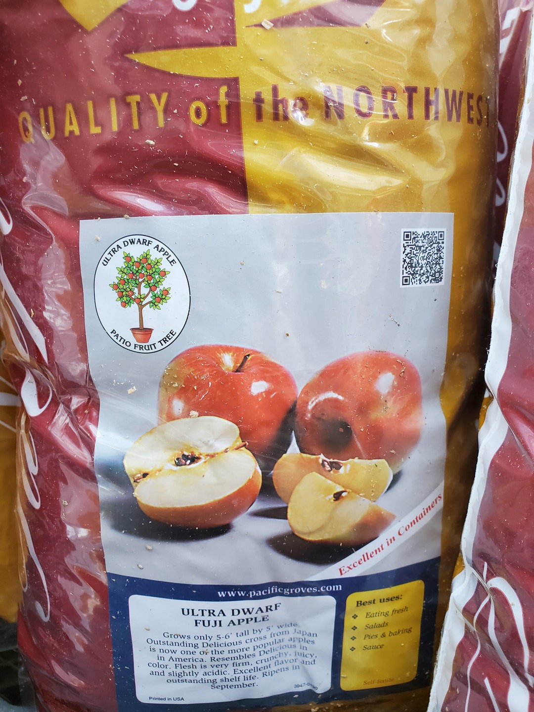 Grafted 'ultra Dwarf Fuji Apple' Apple Fruit Tree 23 Feet Tall Etsy