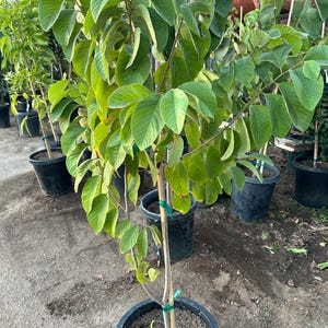 Large Cherimoya Fruit Tree - 5 Feet Tall With Lots of Branches