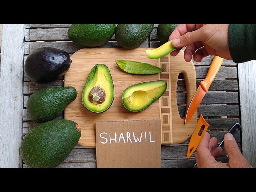 Grafted 'sharwil' Avocado Fruit Tree the Best Etsy