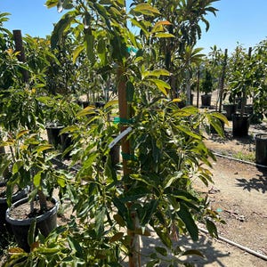 May include: A young avocado tree with green leaves growing in a black pot. The tree is tied to a brown stake and has a white tag with the text "Hass" on it.