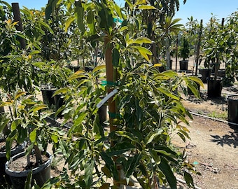 Huge Grafted 'GEM' Avocado Fruit Tree - Exciting New Variety, Low Water Needs