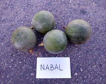 RARE 'Nabal' Avocado GRAFTED Fruit Tree - Unique Smoky Flavor - Parent of Reed Avocado, Strong Grower (3-4 Feet Tall)