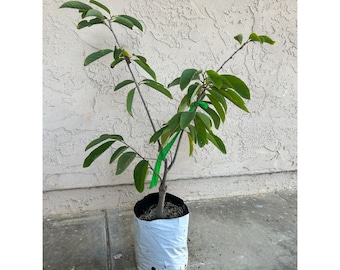 Grafted African Pride Atemoya Fruit Tree - Self-Fruiting Variety