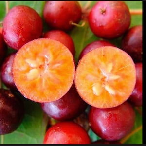 RARE Governor's Plum Flavourtia indica Live Fruit Tree Native to Africa image 1