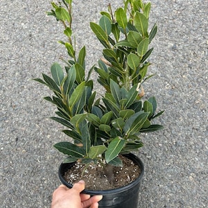 May include: A potted bay laurel tree with green leaves in a black plastic pot. The tree is about 18 inches tall.