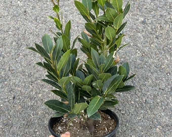 May include: A potted bay laurel tree with green leaves in a black plastic pot. The tree is about 18 inches tall.
