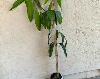 Tall Grafted 'Keitt' Mango Fruit Tree (4-5 Feet) - SUPER PRODUCTIVE, Fiberless Fruit, Commercial Standard