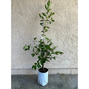 Red Strawberry Guava Fruit Tree (3-4 Feet Tall) - Very Reliable, Delicious