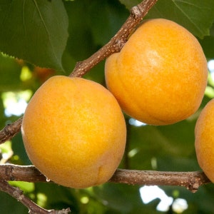 May include: Three ripe apricots hanging from a branch with green leaves. The apricots are a bright yellow-orange color and have a smooth, slightly fuzzy texture.