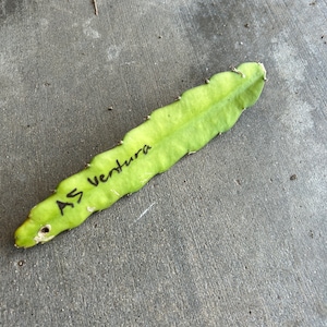 RARE Asunta 5 &#39;Ventura&#39; Dragon Fruit Cutting - New Lineage of Asunta