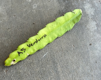 RARE Asunta 5 &#39;Ventura&#39; Dragon Fruit Cutting - New Lineage of Asunta