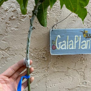 May include: Close-up view of a grafted mango tree sapling. The stem is wrapped with white grafting tape and secured with a blue ribbon. The plant has vibrant green leaves. A light blue wooden sign with the words 'Gala Plant' is visible in the background.