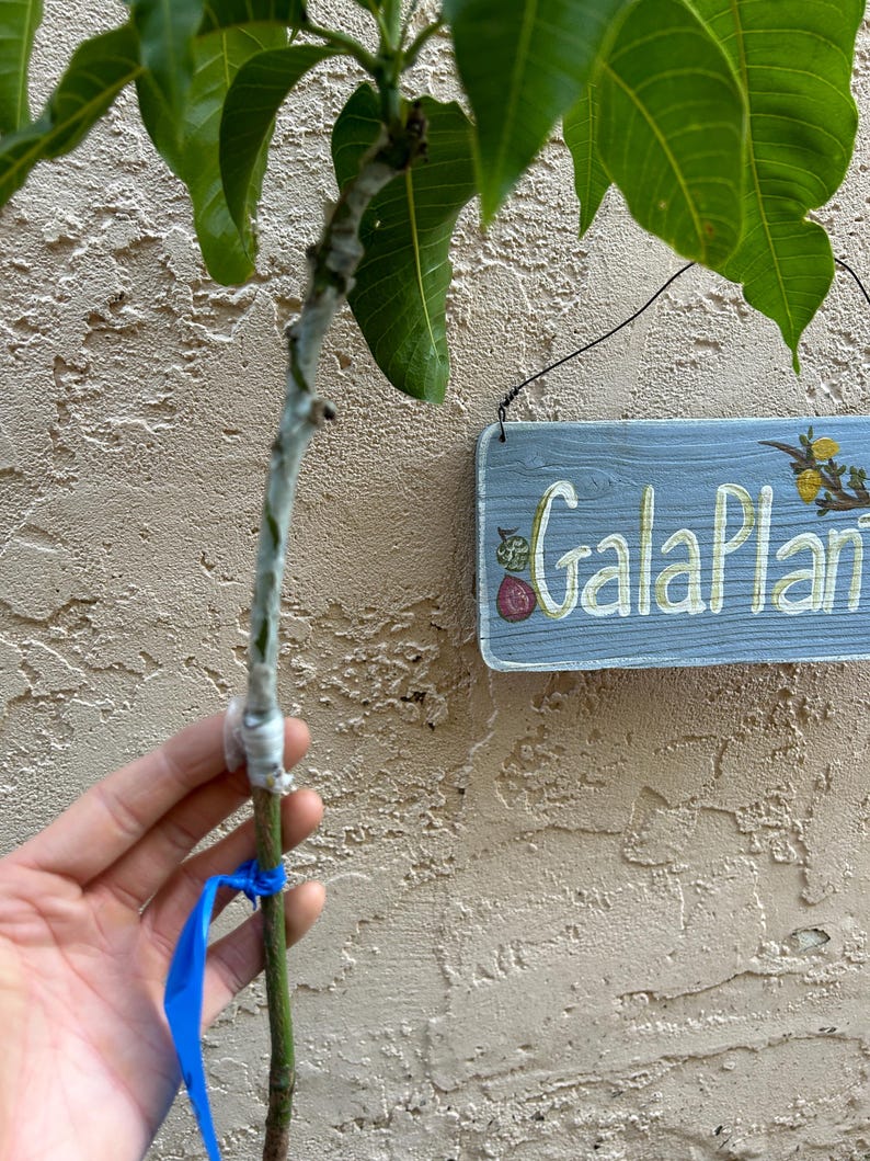 May include: Close-up view of a grafted mango tree sapling. The stem is wrapped with white grafting tape and secured with a blue ribbon. The plant has vibrant green leaves. A light blue wooden sign with the words 'Gala Plant' is visible in the background.