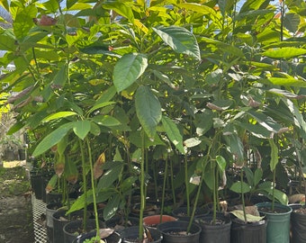 FREE Shipping Avocado Fruit Tree (2-3 Feet Tall)