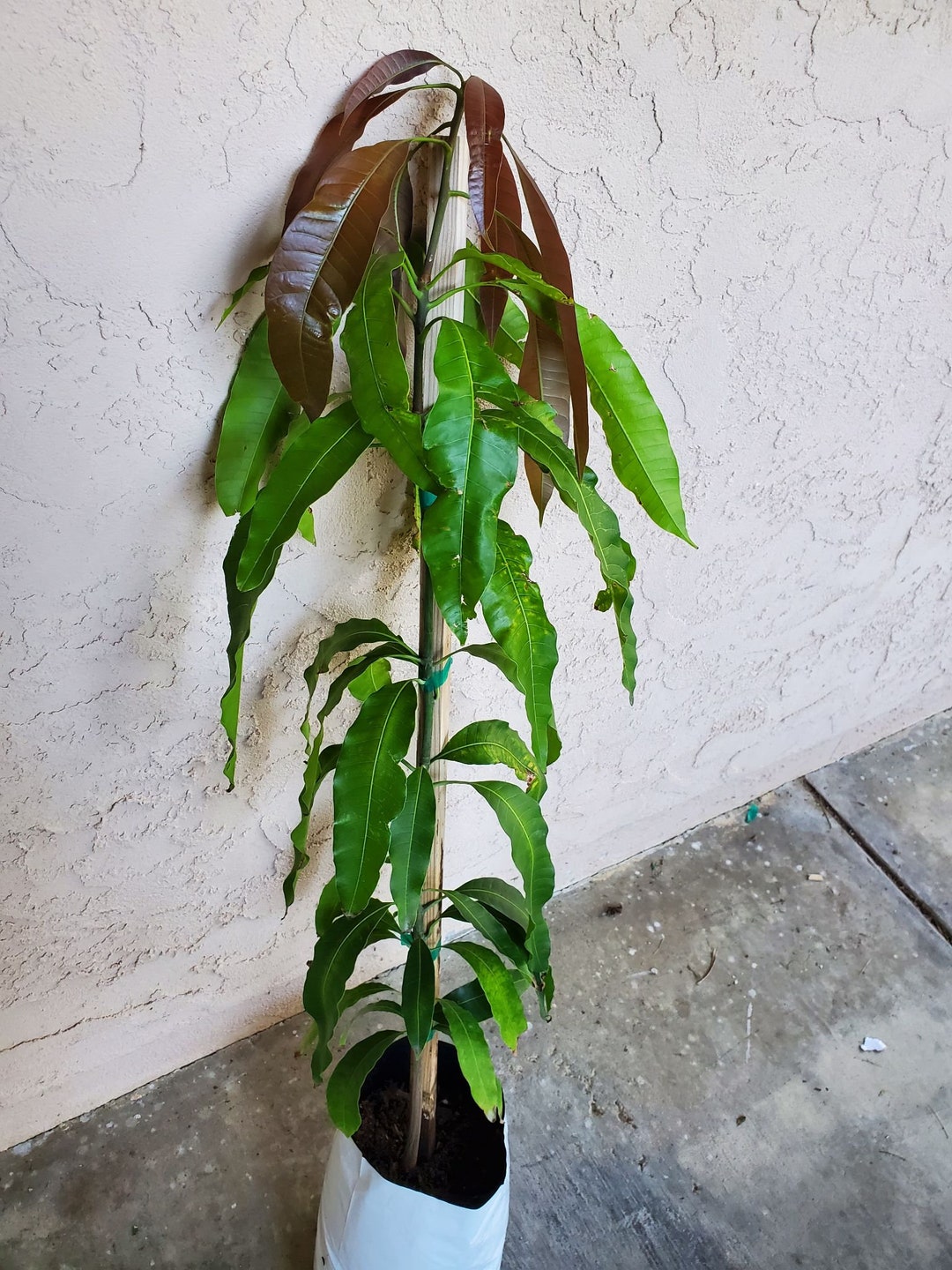 23 Feet Tall Manila Mango Fruit Tree Most Reliable Mango Tree Variety