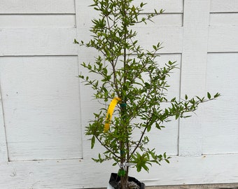 3-4 Feet Tall 'Sweet' Pomegranate Fruit Tree - Fruits Earlier Than Wonderful