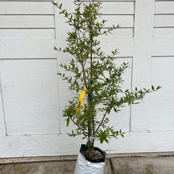 3-4 Feet Tall 'Sweet' Pomegranate Fruit Tree - Fruits Earlier Than Wonderful