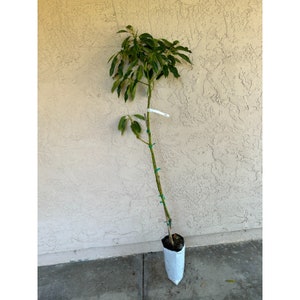 Tall (4 ft) Grafted 'GEM' Avocado Fruit Tree - New Exciting Variety, Lower Water