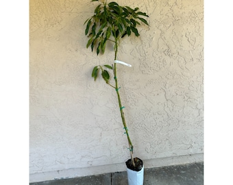 Tall (4 ft) Grafted 'GEM' Avocado Fruit Tree - New Exciting Variety, Lower Water