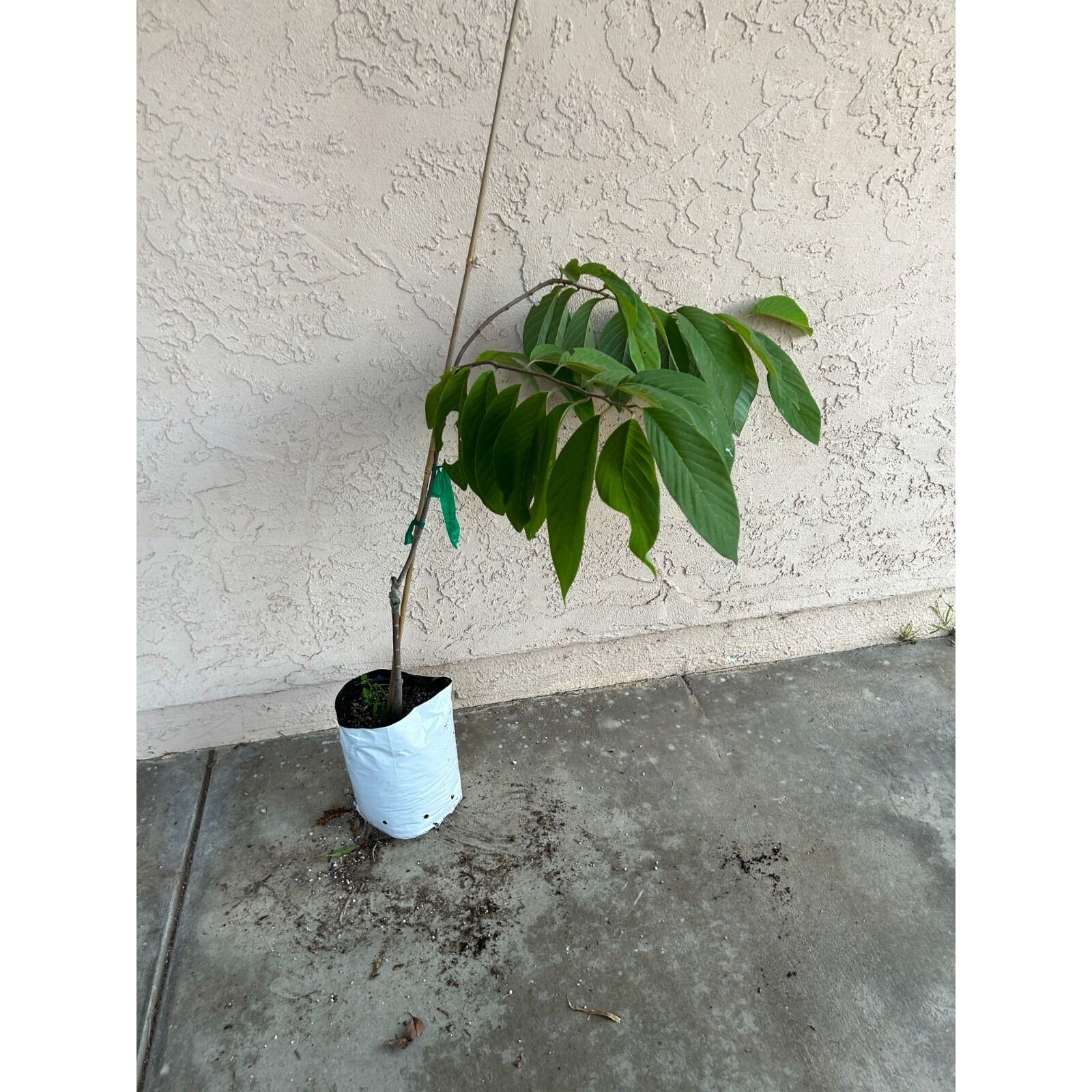 アリシアスタン 2024 Madeline Pitaya 3 Dragon Fruit Cuttings 24” to 36” Pitahaya Stem White Flesh
