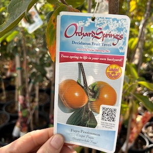 May include: A blue and white tag with the text "Orchard Springs Deciduous Fruit Trees Grown by La Verne Nursery, Inc. Trees spring to life in your own backyard!" and a QR code. The tag is attached to a tree with two orange persimmons. The tag also says "Fuyu Persimmon Caqui Fuyu Diospyros kaki 'Fuyu'"