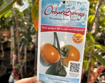 Tall Grafted 'Fuyu' Persimmon Tree - Fast Fruit Bearing - Rare Specimen