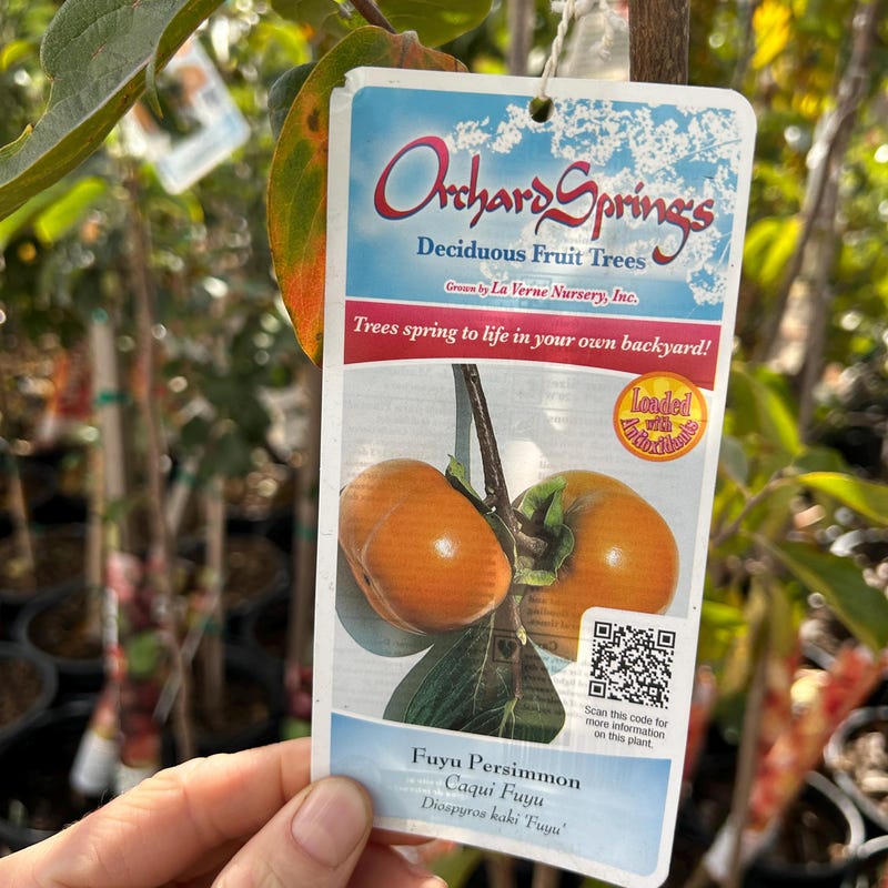 Giant Fuyu Persimmon Tree - Etsy