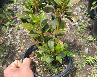 Bay Leaf Tree - 'Sweet Bay Laurel' - Important Seasoning For Cuisine & Cooking