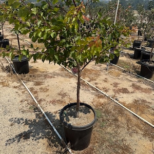 May include: A young fruit tree with green leaves and a thin brown trunk planted in a large black plastic nursery pot. The tree is positioned outdoors in a field with other similar potted trees visible in the background under a clear sky.