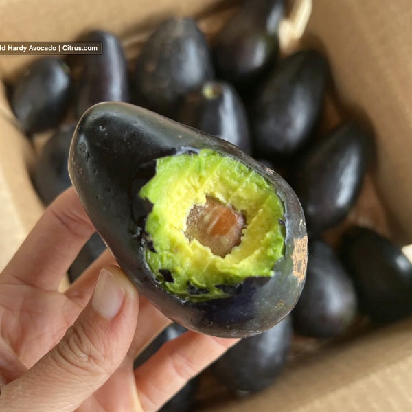 Del Rio Avocado Tree Etsy