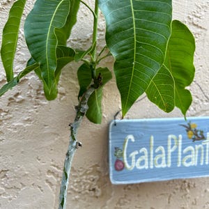 May include: Close-up view of a young mango tree with vibrant green leaves. The stem is wrapped in white protective tape. A small, light blue sign hangs on the plant, reading 'Gala Plant'. The background is a textured, light beige wall.