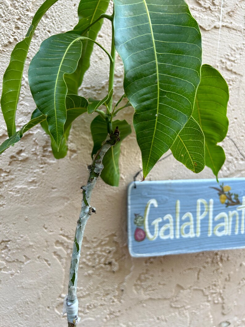 May include: Close-up view of a young mango tree with vibrant green leaves. The stem is wrapped in white protective tape. A small, light blue sign hangs on the plant, reading 'Gala Plant'. The background is a textured, light beige wall.
