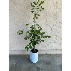Yellow Strawberry Guava Fruit Tree (3-4 Feet Tall) - Very Reliable, Delicious