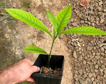 Mamey Sapote Fruit Tree - Unique, Gorgeous Tropical Fruit