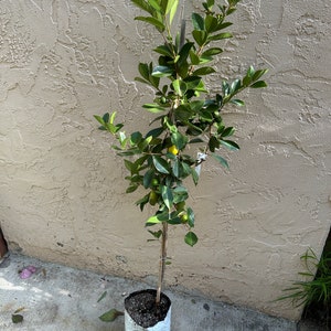 FRUITING Strawberry Lemon Guava Fruit Tree - Fruits Twice Per Year!!
