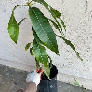 CAC Mango Fruit Tree - High Quality cultivar, (Coca Cola Flavor)