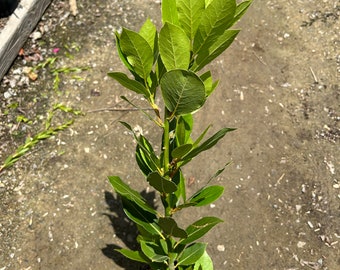 Bay Leaf Tree - 'Sweet Bay Laurel' - Important Seasoning For Cuisine & Cooking