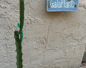 Tall &#39;Colombian Yellow&#39; (4 Feet) Dragon Fruit Plant -  Very Sweet Yellow Skinned Variety
