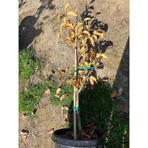 May include: A young tree with brown leaves in a black pot. The tree is tied to a bamboo stake with green string.