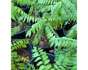 Curry Leaf Tree (Murraya Koenigii) - Fresh and Fragrant Leaves - Fast Growing